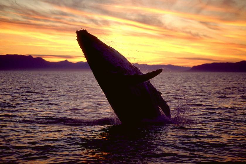 Whale breeching at sunset